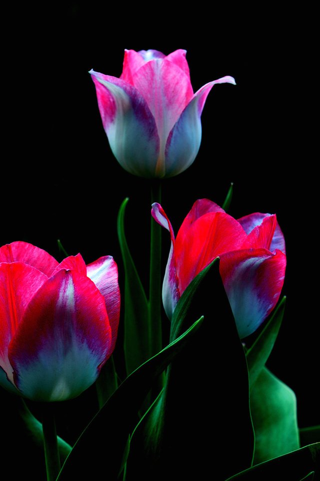 Обои цветы, бутоны, лепестки, черный фон, тюльпаны, flowers, buds, petals, black background, tulips разрешение 2048x1360 Загрузить