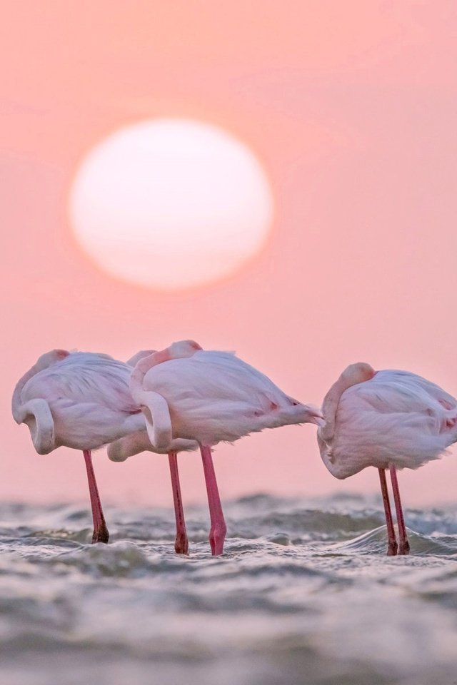 Обои вода, солнце, фламинго, африка, птицы, намибия, water, the sun, flamingo, africa, birds, namibia разрешение 1920x1200 Загрузить