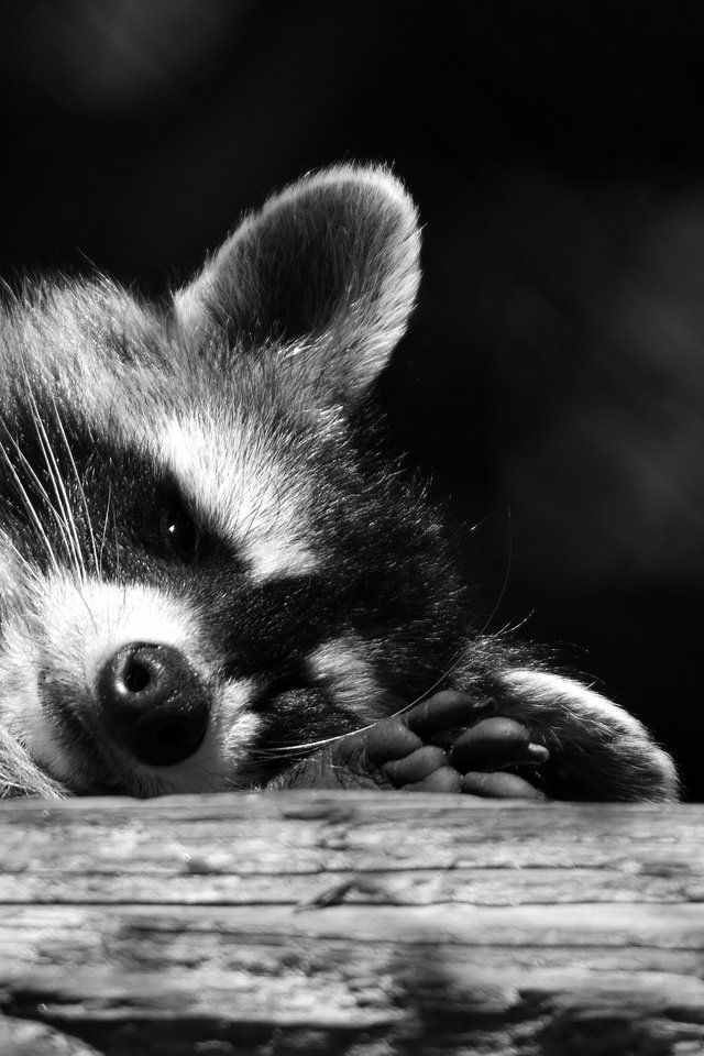 Обои мордочка, взгляд, чёрно-белое, енот, muzzle, look, black and white, raccoon разрешение 5957x3336 Загрузить