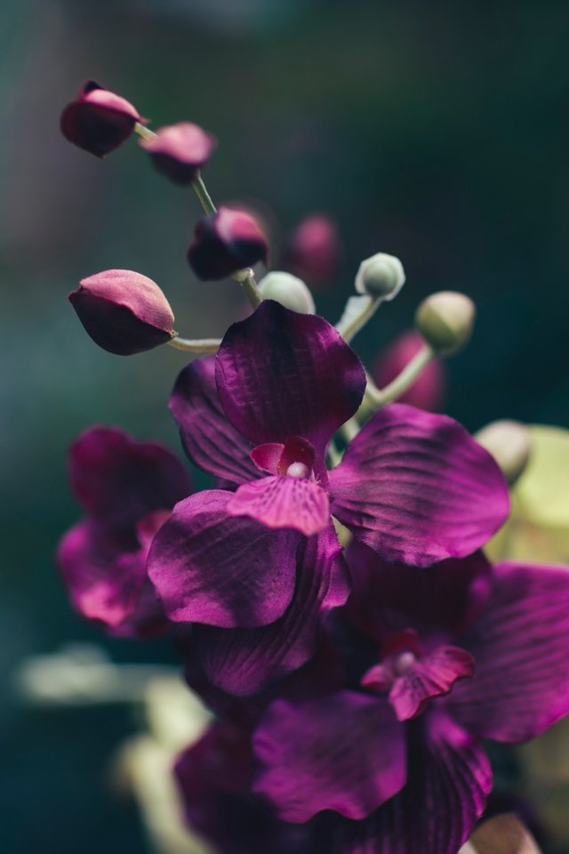 Обои макро, цветок, лепестки, фиолетовый, орхидея, macro, flower, petals, purple, orchid разрешение 5472x3420 Загрузить