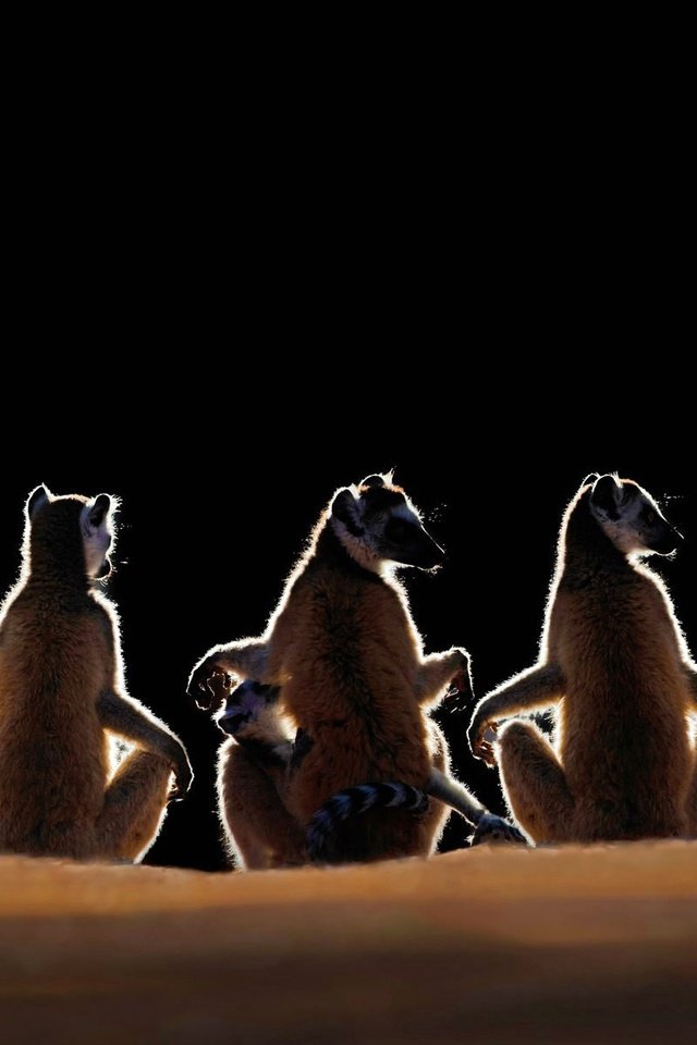 Обои рассвет, черный фон, лемуры, мадагаскар, lemur catta, парк berenty private reserve, dawn, black background, lemurs, madagascar, park berenty private reserve разрешение 1920x1200 Загрузить