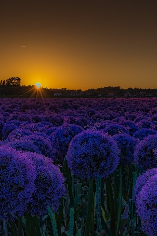 Обои цветы, закат, поле, лук, декоративный лук, аллиум, flowers, sunset, field, bow, decorative bow, allium разрешение 2048x1355 Загрузить