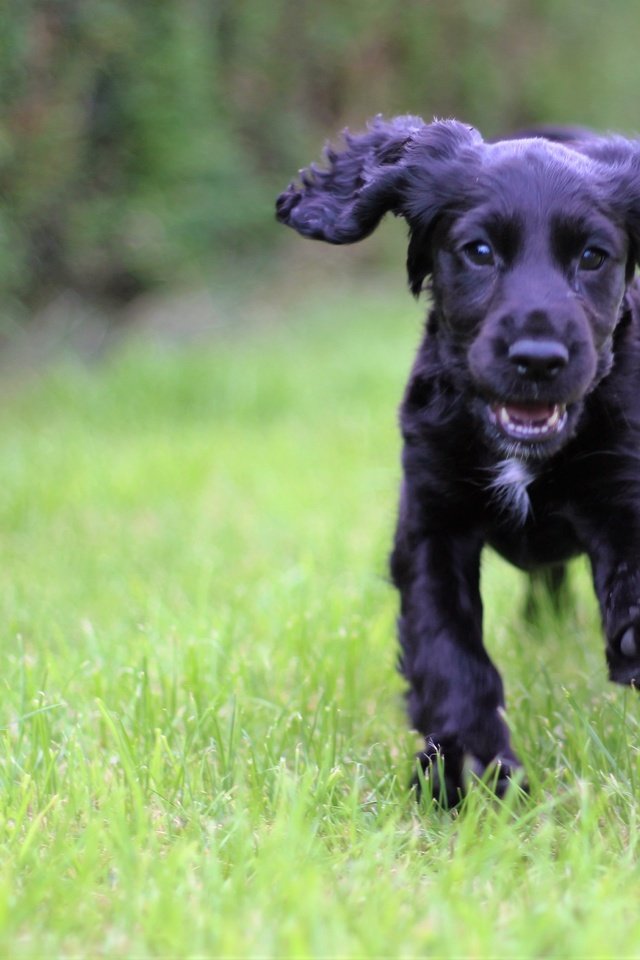 Обои трава, мордочка, взгляд, собака, щенок, кокер-спаниель, grass, muzzle, look, dog, puppy, cocker spaniel разрешение 3965x3317 Загрузить