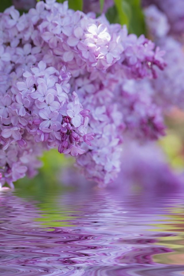 Обои цветы, цветение, весна, сирень, flowers, flowering, spring, lilac разрешение 1920x1200 Загрузить