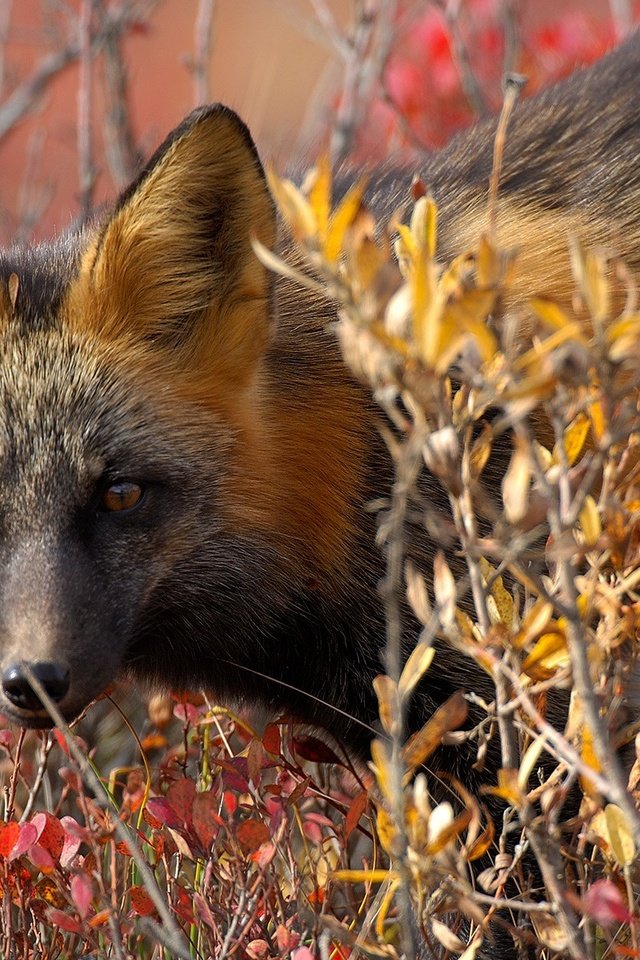 Обои глаза, природа, листья, взгляд, осень, лиса, лисица, канада, eyes, nature, leaves, look, autumn, fox, canada разрешение 1920x1200 Загрузить