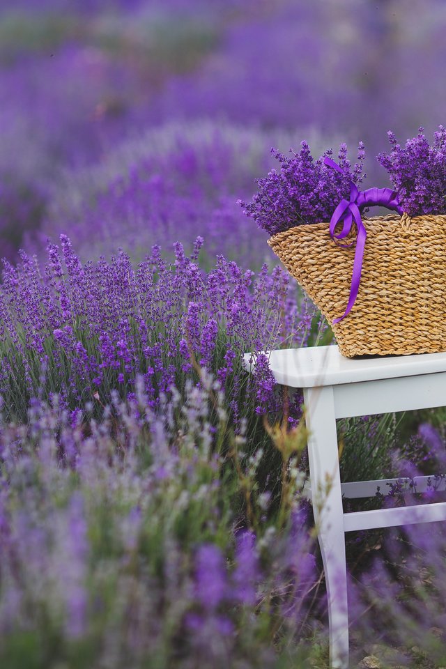 Обои цветы, поле, лаванда, стул, букет, корзина, flowers, field, lavender, chair, bouquet, basket разрешение 3840x2400 Загрузить