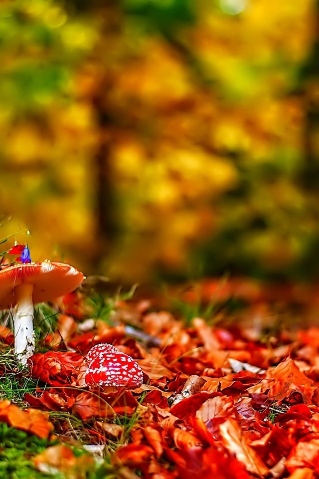 Обои природа, лес, листья, осень, грибы, мухоморы, nature, forest, leaves, autumn, mushrooms, amanita разрешение 2048x1360 Загрузить