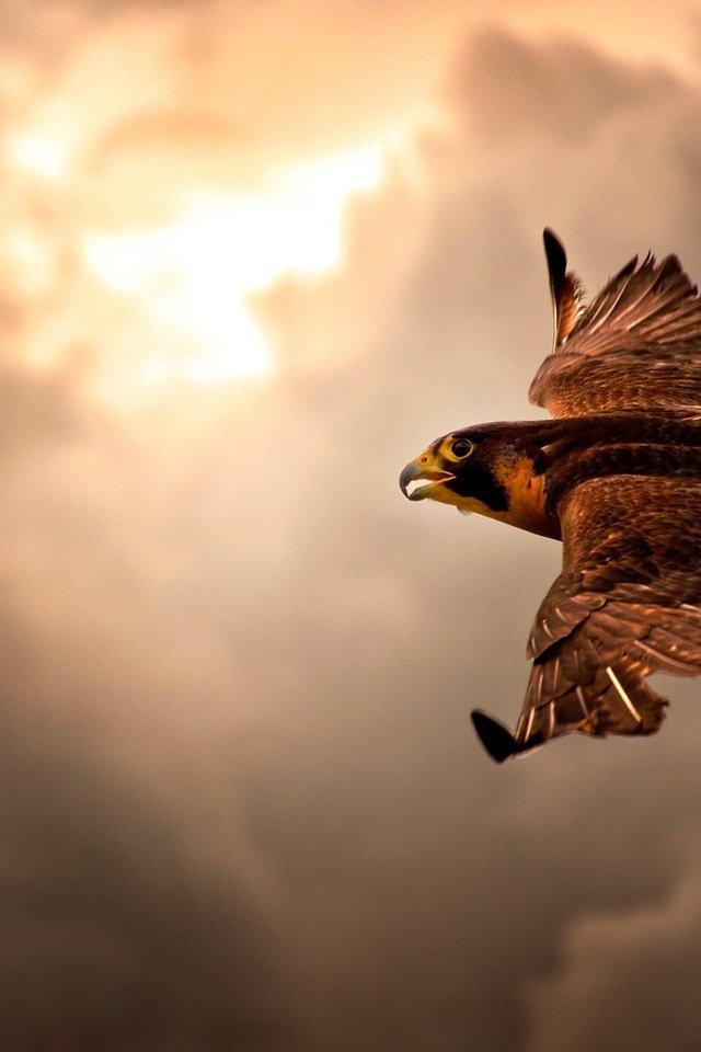 Обои небо, облака, полет, крылья, птица, пасмурно, ястреб, the sky, clouds, flight, wings, bird, overcast, hawk разрешение 1920x1080 Загрузить