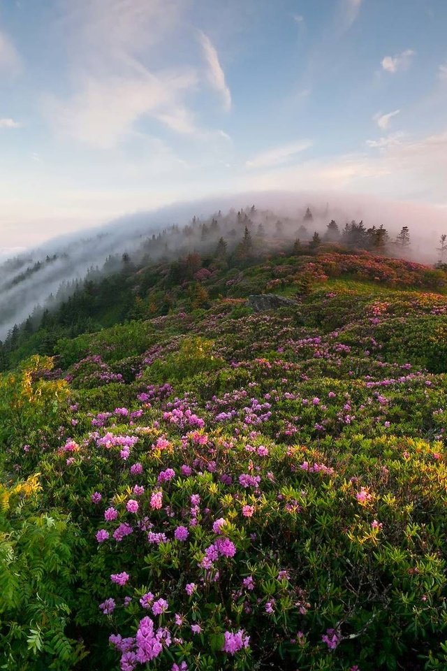 Обои небо, туман, цветы, трава, облака, горы, холмы, природа, утро, the sky, fog, flowers, grass, clouds, mountains, hills, nature, morning разрешение 1920x1200 Загрузить