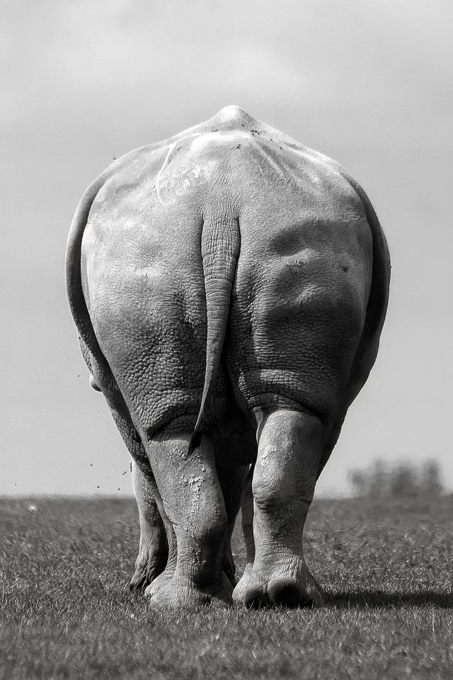 Обои слон, чёрно-белое, вид сзади, elephant, black and white, rear view разрешение 2048x1365 Загрузить