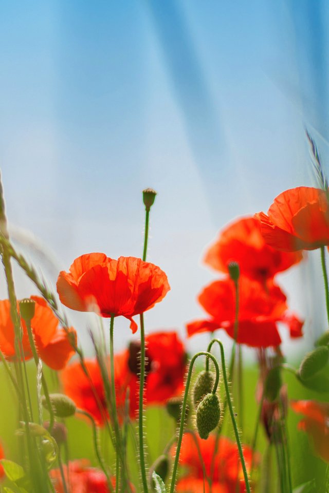 Обои небо, трава, природа, поле, лепестки, красные, маки, стебли, the sky, grass, nature, field, petals, red, maki, stems разрешение 3981x2612 Загрузить