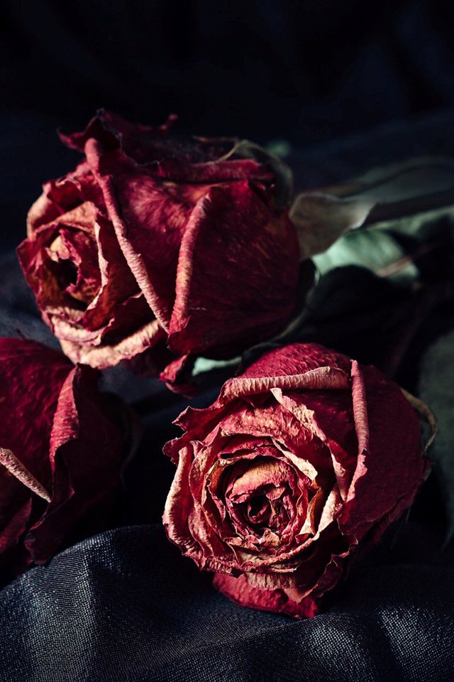 Обои цветы, розы, лепестки, черный фон, букет, сухие, flowers, roses, petals, black background, bouquet, dry разрешение 1920x1200 Загрузить