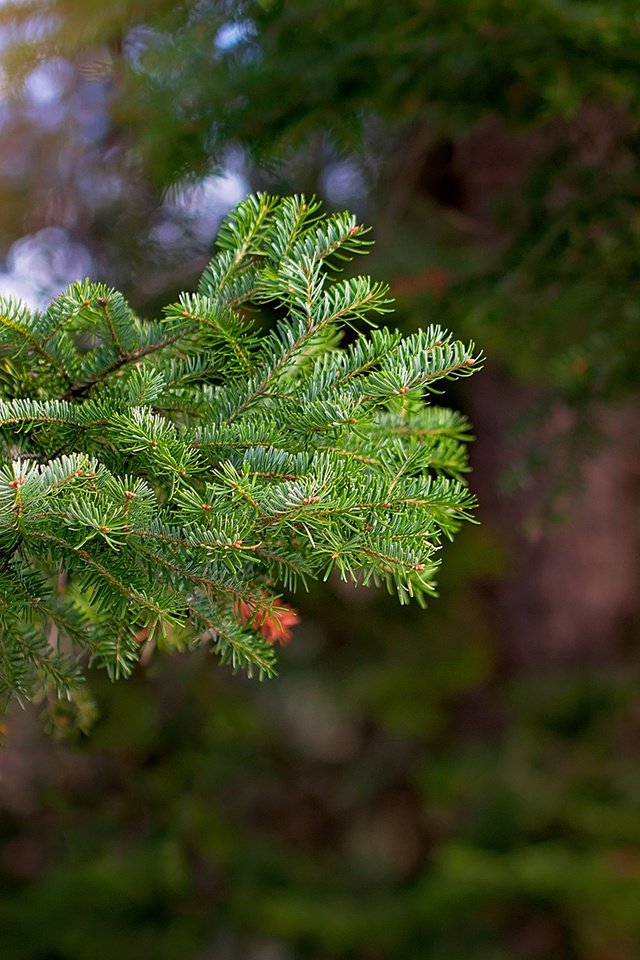 Обои ветка, дерево, хвоя, макро, ветви, ель, branch, tree, needles, macro, spruce разрешение 1920x1200 Загрузить