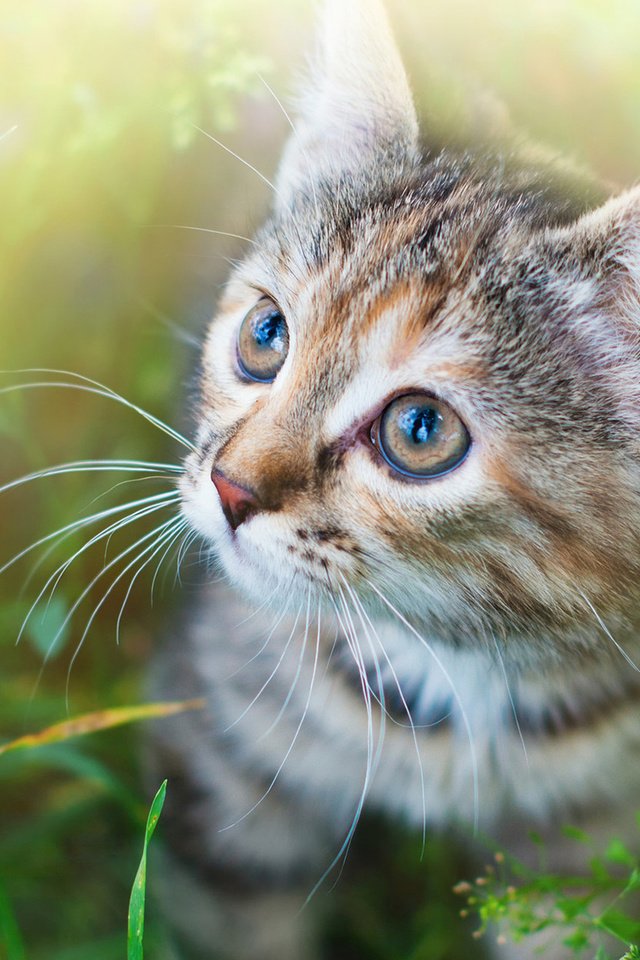 Обои глаза, трава, мордочка, усы, кошка, взгляд, котенок, спу, eyes, grass, muzzle, mustache, cat, look, kitty, spu разрешение 1920x1200 Загрузить