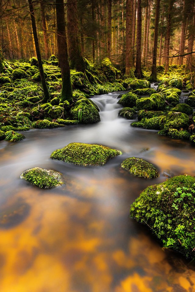 Обои деревья, река, природа, камни, лес, ручей, мох, trees, river, nature, stones, forest, stream, moss разрешение 1920x1200 Загрузить