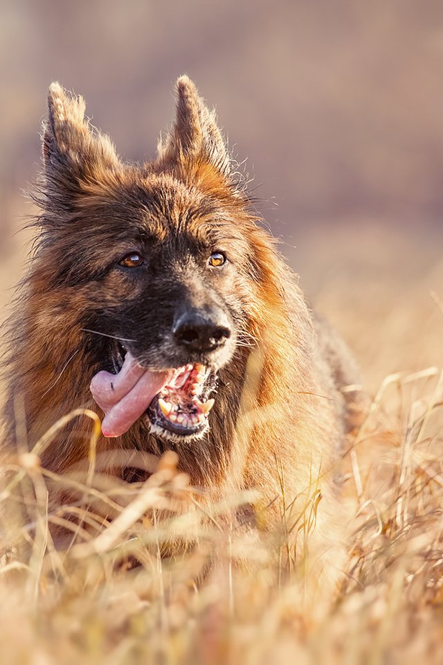 Обои трава, собака, язык, немецкая овчарка, grass, dog, language, german shepherd разрешение 1920x1080 Загрузить