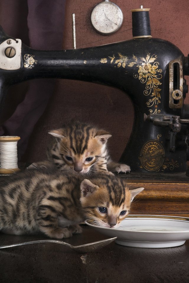 Обои кошки, котята, швейная машинка, бенгальская кошка, cats, kittens, sewing machine, bengal cat разрешение 2560x1600 Загрузить