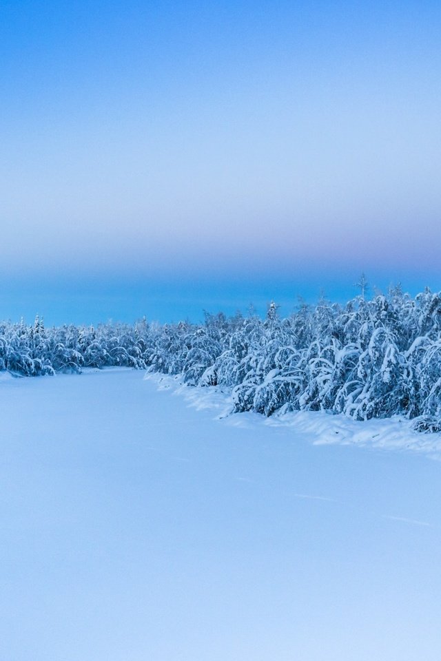 Обои деревья, снег, природа, лес, зима, trees, snow, nature, forest, winter разрешение 1920x1200 Загрузить