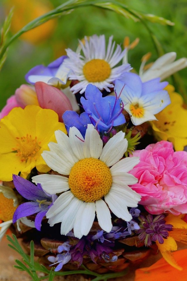 Обои цветы, ромашки, букет, полевые цветы, flowers, chamomile, bouquet, wildflowers разрешение 3000x1878 Загрузить