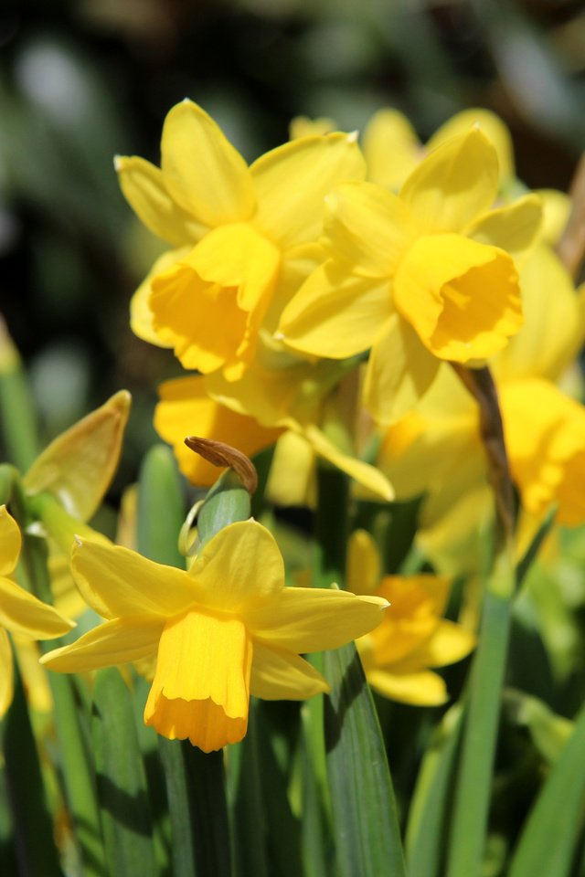 Обои цветы, весна, нарциссы, желтые, flowers, spring, daffodils, yellow разрешение 3840x2400 Загрузить
