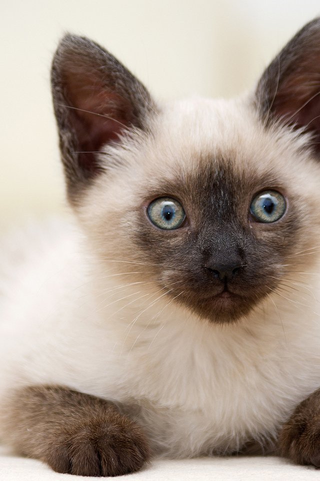 Обои кот, мордочка, усы, кошка, взгляд, котенок, тайский, cat, muzzle, mustache, look, kitty, thai разрешение 1920x1200 Загрузить