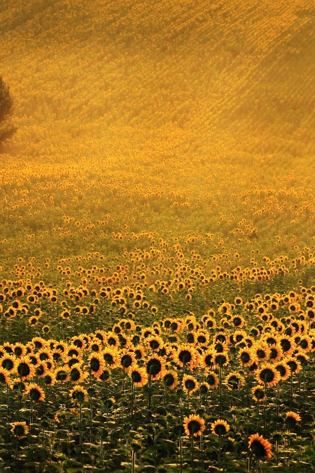 Обои дерево, поле, подсолнухи, желтые цветы, tree, field, sunflowers, yellow flowers разрешение 1920x1200 Загрузить