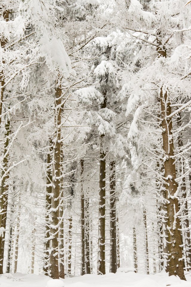 Обои деревья, снег, лес, зима, ветки, стволы, trees, snow, forest, winter, branches, trunks разрешение 3840x2400 Загрузить