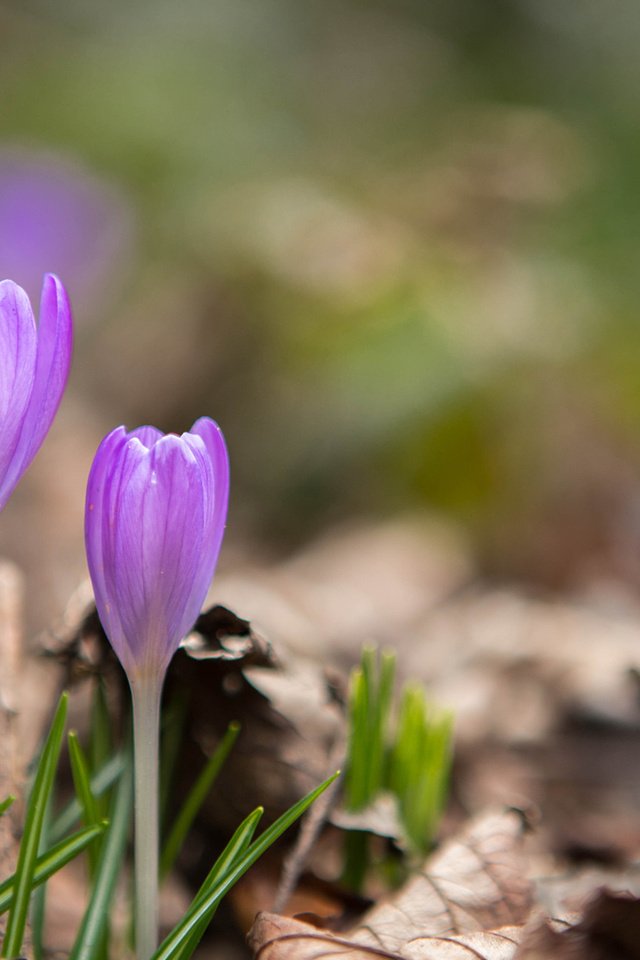 Обои цветы, весна, крокусы, сухие листья, flowers, spring, crocuses, dry leaves разрешение 1920x1200 Загрузить