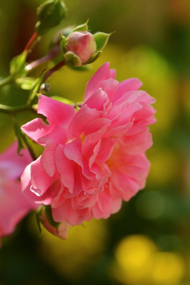Обои цветы, бутоны, розы, лепестки, размытость, розовая роза, flowers, buds, roses, petals, blur, pink rose разрешение 3000x1878 Загрузить
