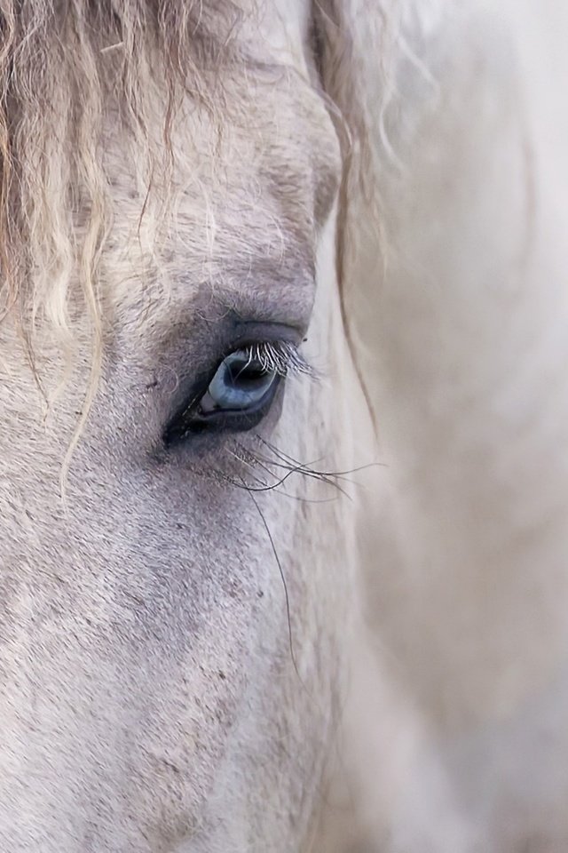 Обои лошадь, фон, глаз, конь, грива, horse, background, eyes, mane разрешение 2048x1358 Загрузить