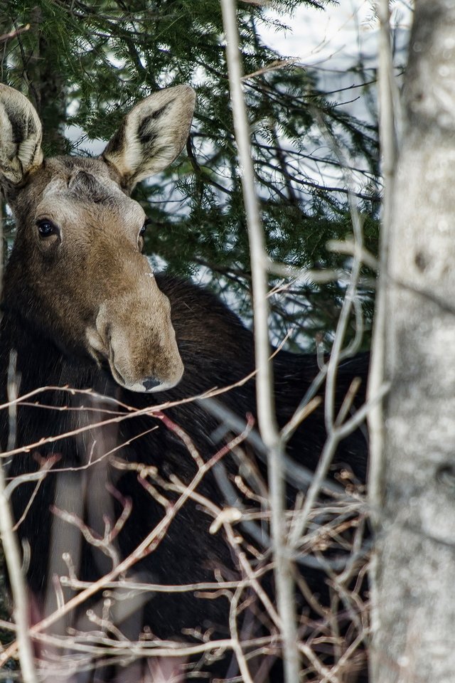 Обои деревья, лес, ветки, животное, лось, лосенок, trees, forest, branches, animal, moose, calf разрешение 1920x1200 Загрузить