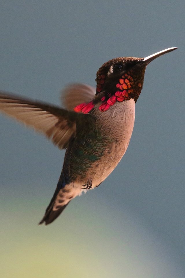 Обои полет, крылья, птица, клюв, перья, колибри, flight, wings, bird, beak, feathers, hummingbird разрешение 4500x4144 Загрузить