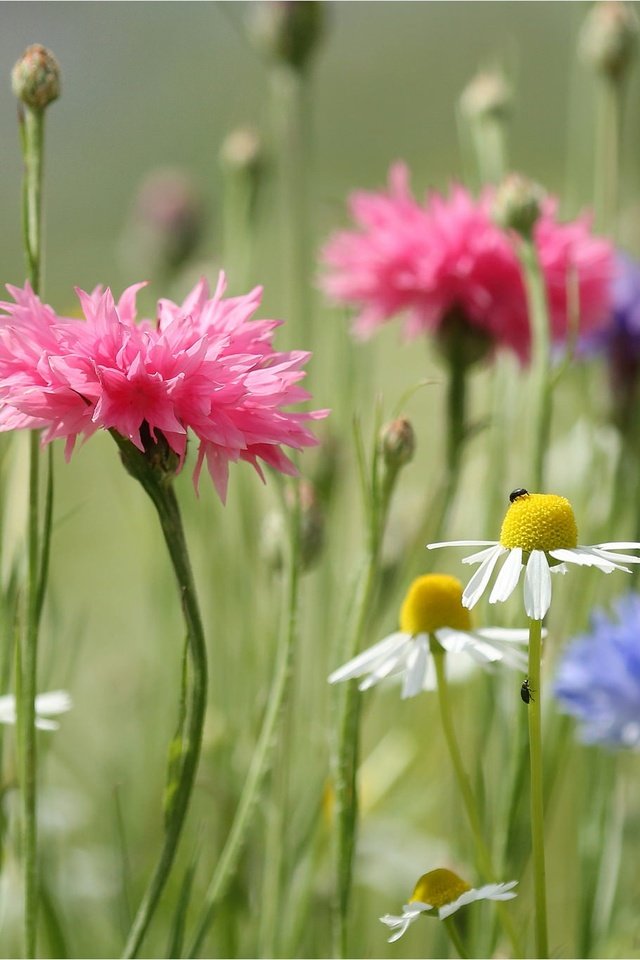 Обои цветы, лето, луг, ромашки, стебли, васильки, полевые цветы, flowers, summer, meadow, chamomile, stems, cornflowers, wildflowers разрешение 2048x1366 Загрузить