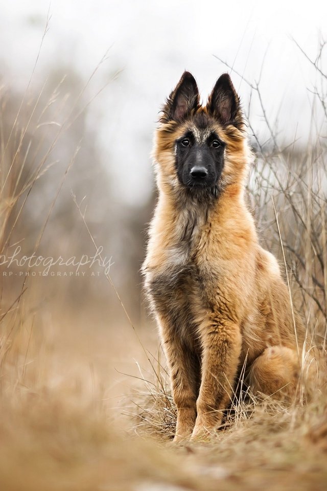 Обои собака, щенок, овчарка, малинуа, бельгийская овчарка, dog, puppy, shepherd, malinois, belgian shepherd разрешение 1920x1200 Загрузить