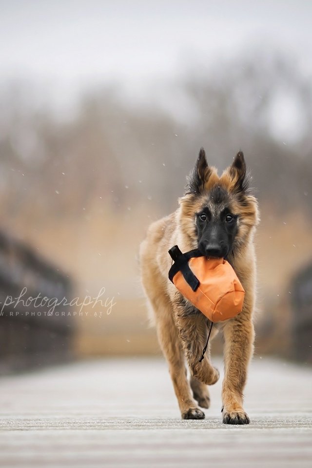 Обои мост, собака, щенок, овчарка, бельгийская овчарка, тервюрен, bridge, dog, puppy, shepherd, belgian shepherd, tervuren разрешение 1920x1200 Загрузить