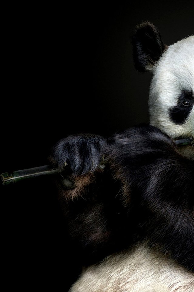Обои морда, взгляд, панда, бамбук, черный фон, face, look, panda, bamboo, black background разрешение 1920x1080 Загрузить