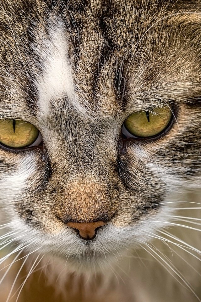 Обои портрет, кот, мордочка, усы, кошка, взгляд, portrait, cat, muzzle, mustache, look разрешение 2048x1365 Загрузить