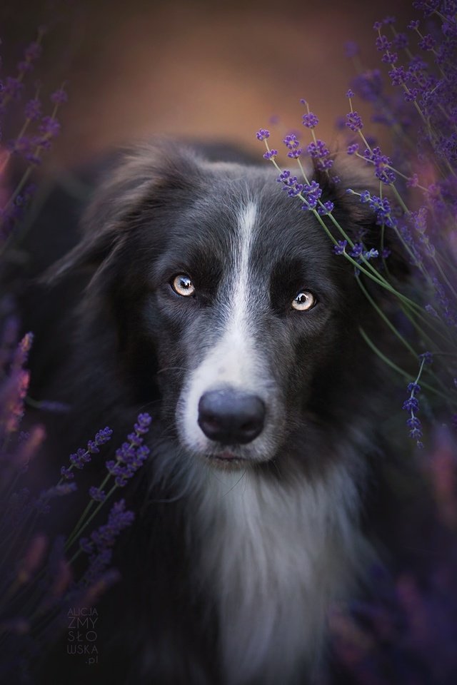 Обои цветы, природа, взгляд, собака, бордер-колли, flowers, nature, look, dog, the border collie разрешение 2048x1365 Загрузить