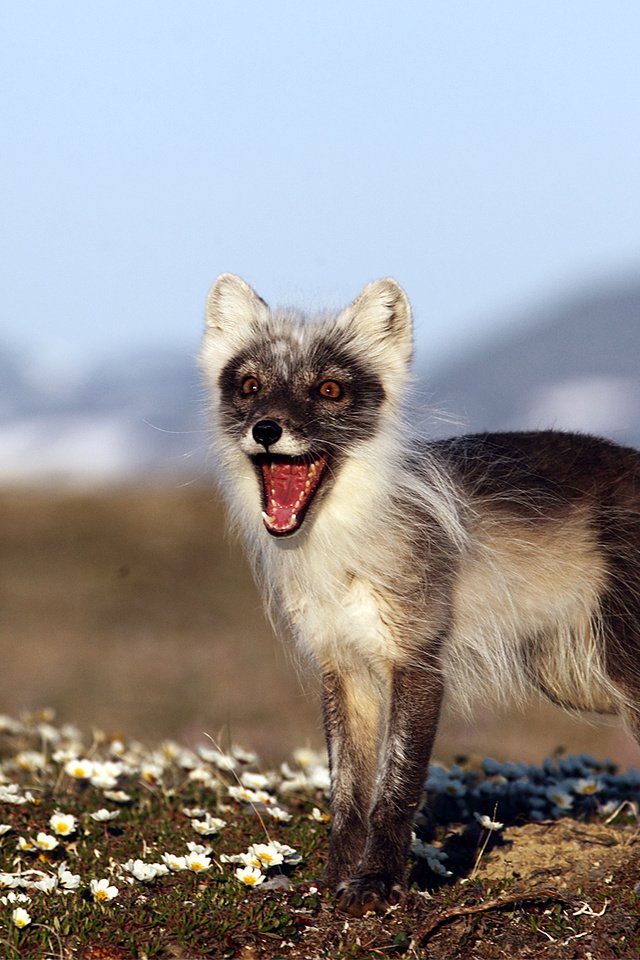 Обои природа, фон, россия, песец, полярная лисица, остров врангеля, nature, background, russia, fox, polar fox, wrangel island разрешение 1920x1080 Загрузить