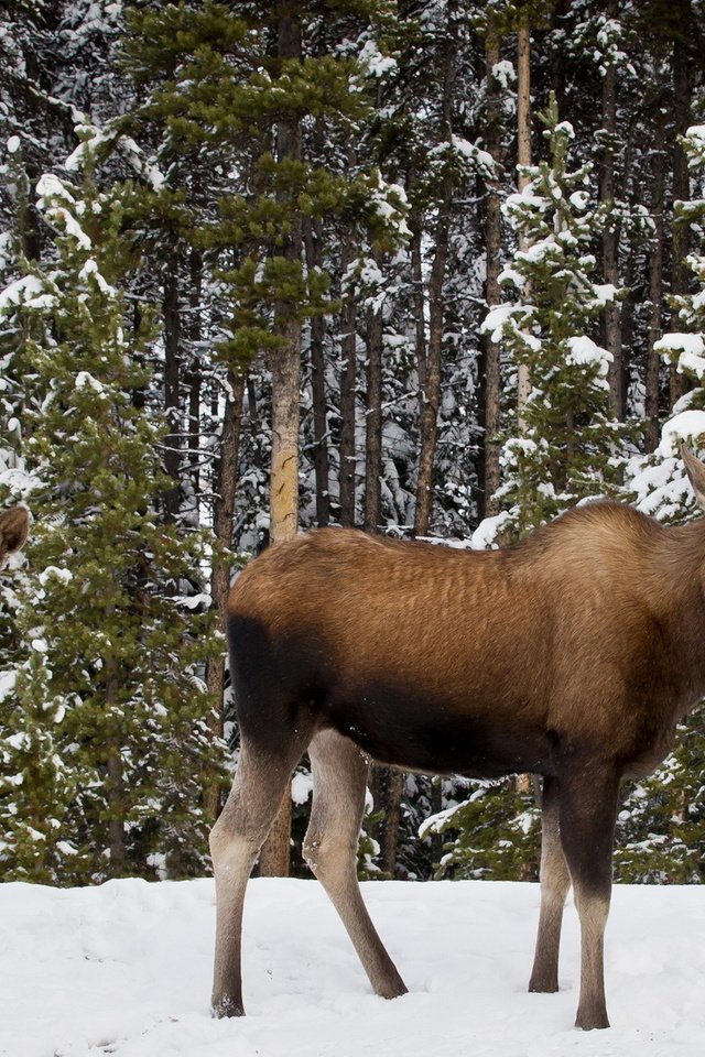 Обои деревья, снег, лес, зима, лось, лоси, trees, snow, forest, winter, moose, elk разрешение 1920x1200 Загрузить