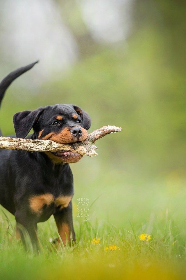Обои собака, щенок, палка, боке, ротвейлер, dog, puppy, stick, bokeh, rottweiler разрешение 2048x1365 Загрузить