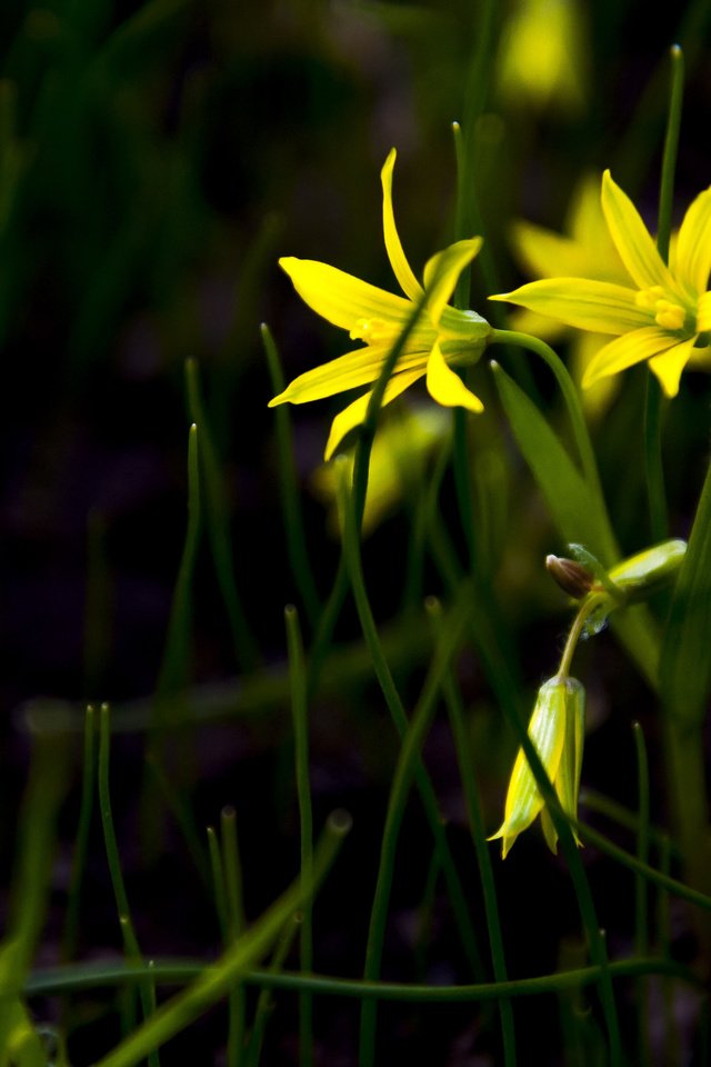 Обои трава, лепестки,  цветы, желтые цветы, гусиный лук, gagea), gagea, grass, petals, flowers, yellow flowers, goose onions разрешение 4288x2848 Загрузить