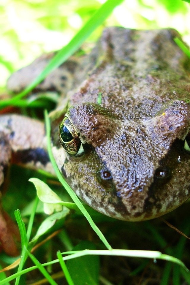 Обои глаза, трава, макро, лето, сад, лягушка, жаба, земноводные, eyes, grass, macro, summer, garden, frog, toad, amphibians разрешение 2288x1350 Загрузить