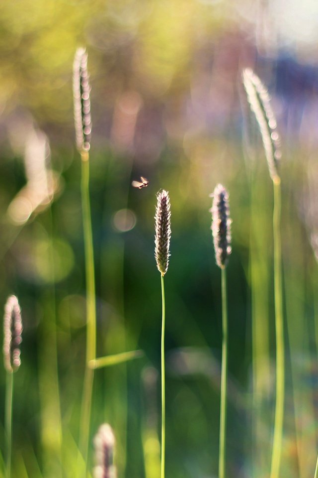 Обои трава, насекомое, размытость, стебли, боке, grass, insect, blur, stems, bokeh разрешение 3769x2529 Загрузить