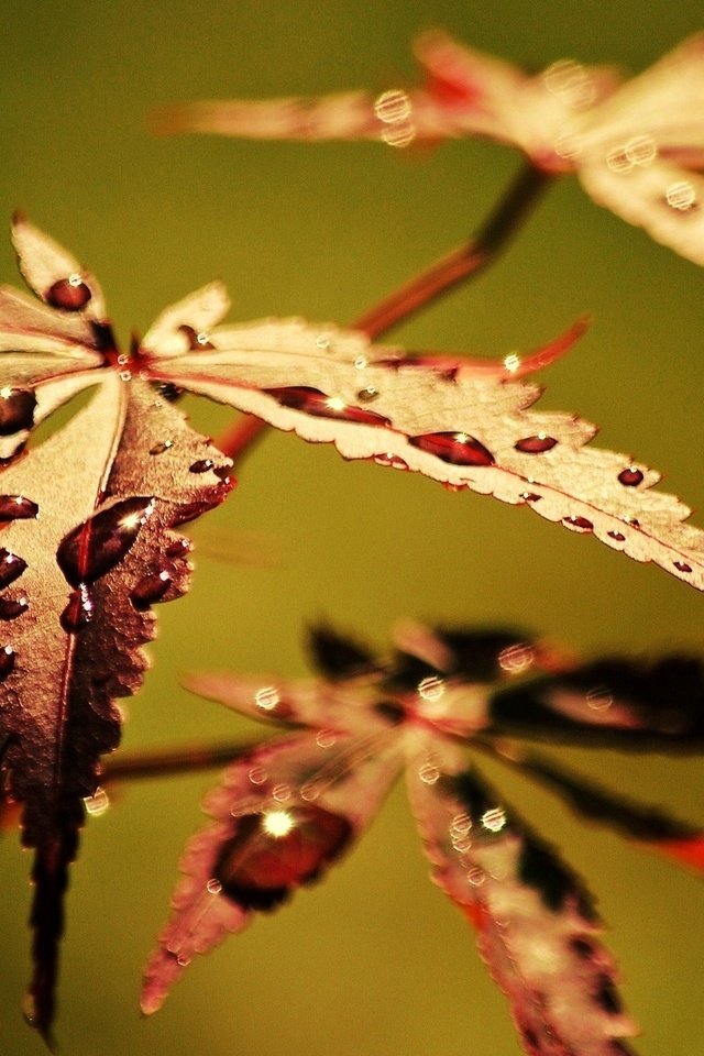 Обои листья, макро, роса, капли, осень, leaves, macro, rosa, drops, autumn разрешение 1920x1200 Загрузить