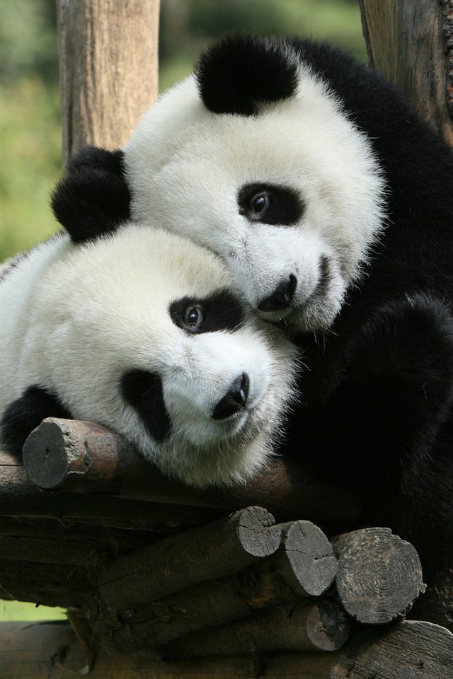 Обои дерево, панда, мишки, медведи, зоопарк, панды, tree, panda, bears, zoo разрешение 1920x1200 Загрузить