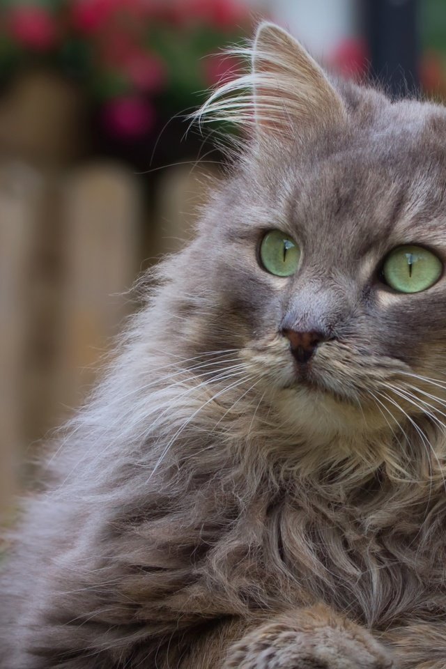 Обои кот, мордочка, усы, кошка, взгляд, зеленые глаза, cat, muzzle, mustache, look, green eyes разрешение 2880x1800 Загрузить
