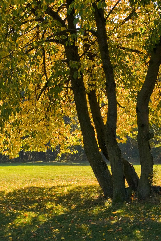 Обои дерево, листья, ветки, осень, тень, tree, leaves, branches, autumn, shadow разрешение 2880x1800 Загрузить