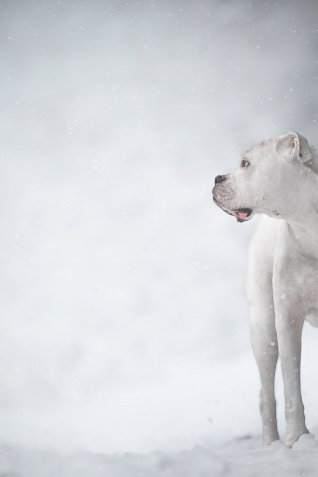 Обои зима, белый, собака, боке, дог, аргентинский дог, има, winter, white, dog, bokeh, the dogo argentino, ima разрешение 3600x2400 Загрузить