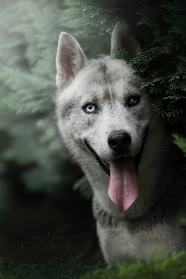 Обои морда, взгляд, собака, ель, хаски, язык, face, look, dog, spruce, husky, language разрешение 3840x2560 Загрузить